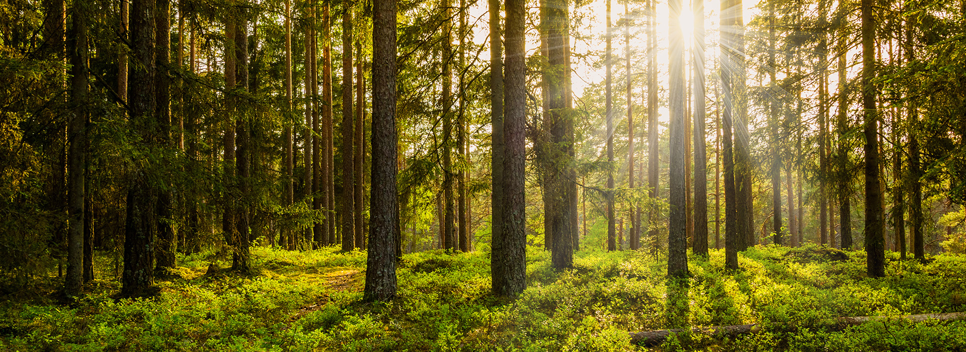 Evening ion the forest